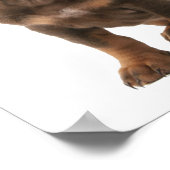 Poster du chiot Dashchund Reint (Coin)