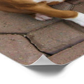 Poster du chiot de boxe (Coin)