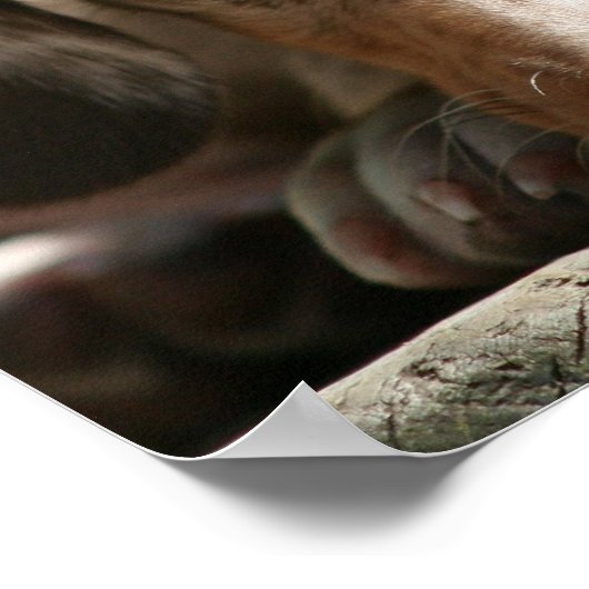 Poster du chiot de Cute Daschund (Coin)