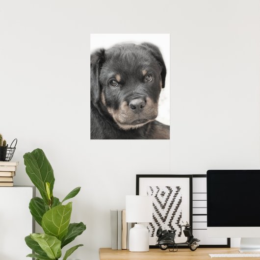 Poster du chiot Rottweiler (Bureau à domicile)
