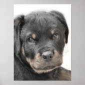Poster du chiot Rottweiler (Devant)