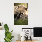 Poster du Closeup Coati (Bureau à domicile)