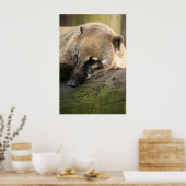 Poster du Closeup Coati (Cuisine)