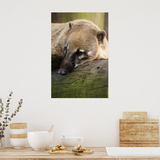 Poster du Closeup Coati (Cuisine)