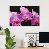 Poster du cluster Phalaenopsis Orchidée -36x24 (Bureau à domicile)