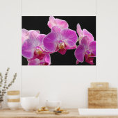Poster du cluster Phalaenopsis Orchidée -36x24 (Cuisine)