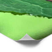 Poster du coléoptère de Chrysochus (Coin)