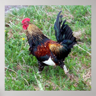 Poster du coq