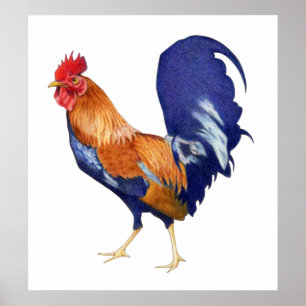 Poster du coq