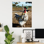 Poster Du Coq À La Ferme (Bureau à domicile)