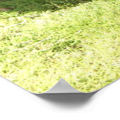 Poster du coq Kauai (Coin)