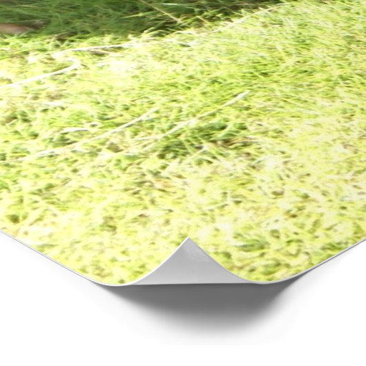 Poster du coq Kauai (Coin)