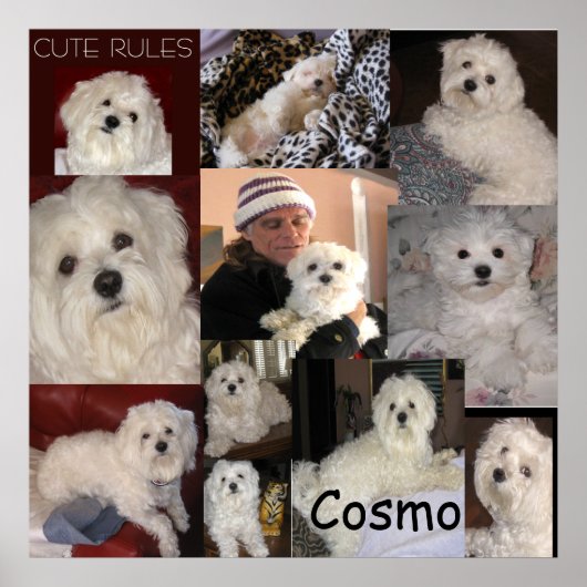 Poster du Cosmo par lin (Devant)