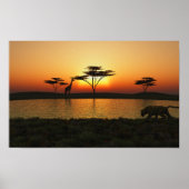 Poster du coucher de soleil de Savanna (Devant)