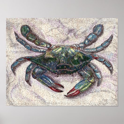Poster du crabe bleu de la baie Chesapeake (Devant)