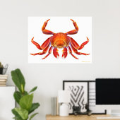 Poster du crabe de Sally Lightfoot (Bureau à domicile)