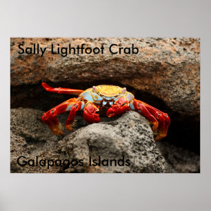 Poster du crabe de Sally Lightfoot