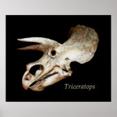 Poster du crâne Triceratops (Devant)