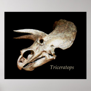 Poster du crâne Triceratops