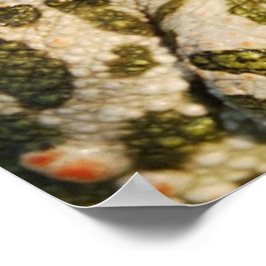 Poster du crapaud (Coin)