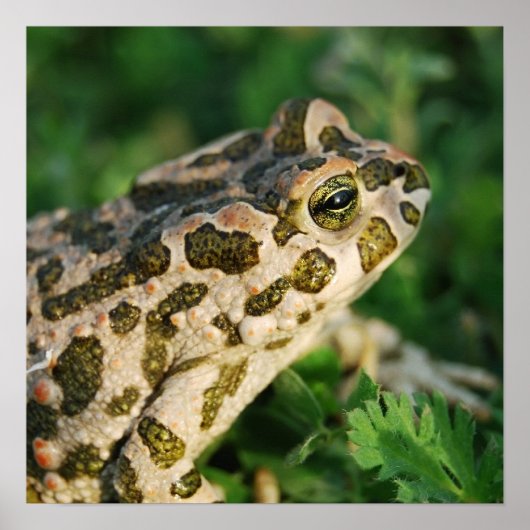 Poster du crapaud (Devant)