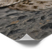 Poster du crotale de diamant occidental (Coin)