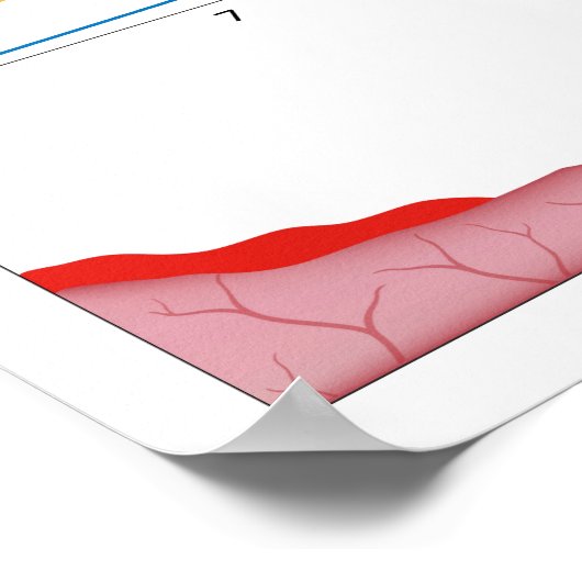 Poster du cycle menstruel féminin (Coin)