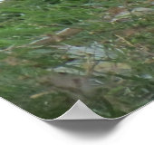 Poster du cygne assis (Coin)