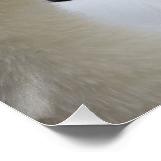 Poster du cygne blanc (Coin)