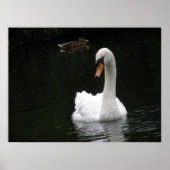 Poster du cygne blanc (Devant)