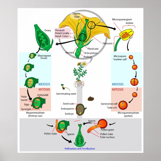 Poster du diagramme du cycle de vie du Plante flor (Devant)
