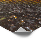 Poster du duo de tournesol (Coin)