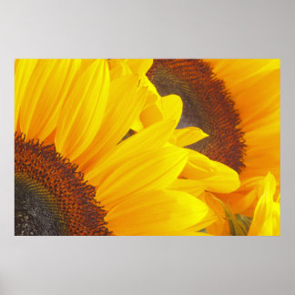 Poster du duo de tournesol