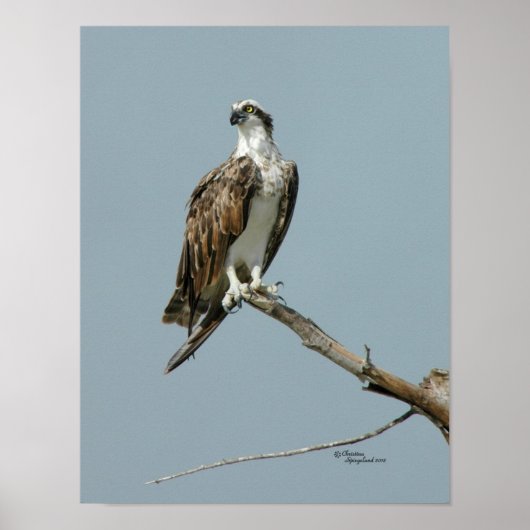 Poster du faucon d'Osprey (Devant)