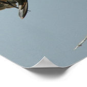 Poster du faucon d'Osprey (Coin)