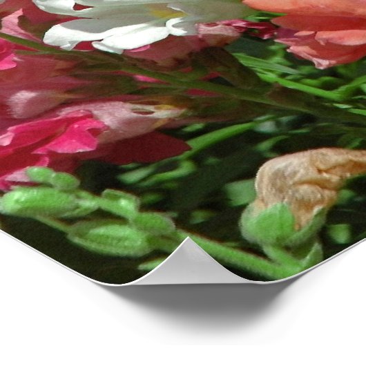 Poster du Festival Snapdragon (Coin)