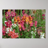 Poster du Festival Snapdragon (Devant)