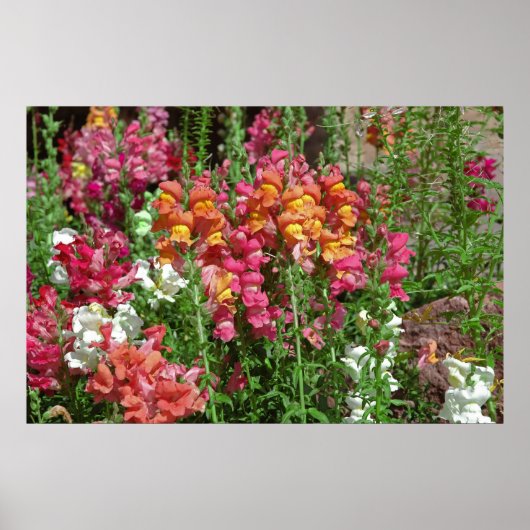 Poster du Festival Snapdragon (Devant)