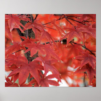 Poster du feuillage d'automne de l'érable japonais
