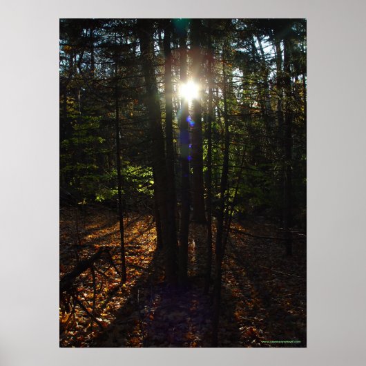 Poster du filtre forestier (Devant)