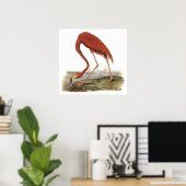 Poster du Flamant rose Audubon (Bureau à domicile)