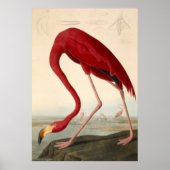 Poster du Flamant rose rouge d'Audubon (Devant)
