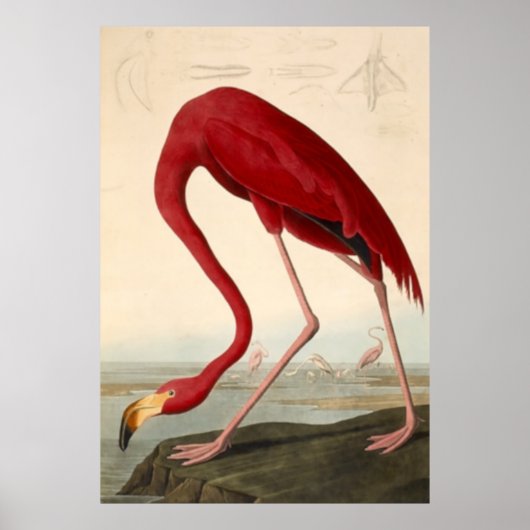 Poster du Flamant rose rouge d'Audubon (Devant)