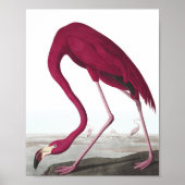 Poster du Flamant rose vintage (Devant)