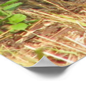 Poster du gel de coton (Coin)