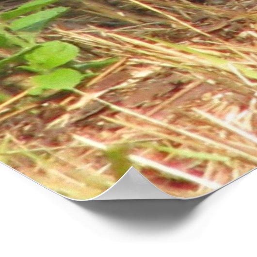 Poster du gel de coton (Coin)