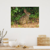 Poster du gel de coton (Cuisine)