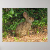 Poster du gel de coton (Devant)