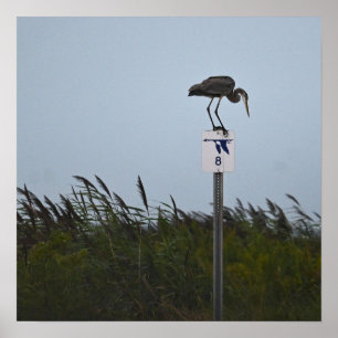 Poster du Grand Héron bleu