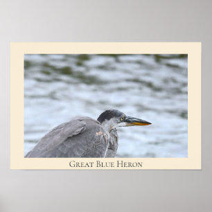 Poster du Grand Héron bleu